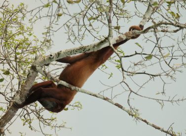 Red Howler Monkey Sacha Amazon Ecuador