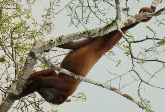 Red Howler Monkey Sacha Amazon Ecuador