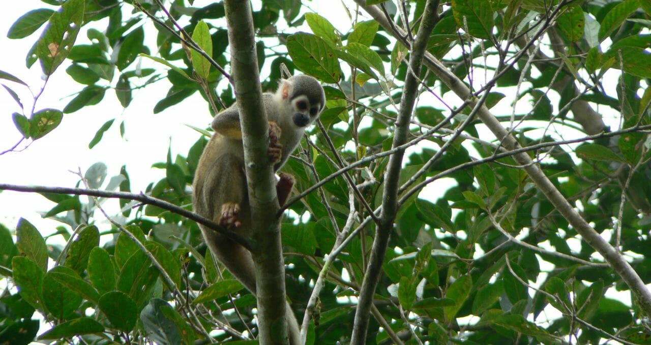 Sani squirrel monkey Ecuador