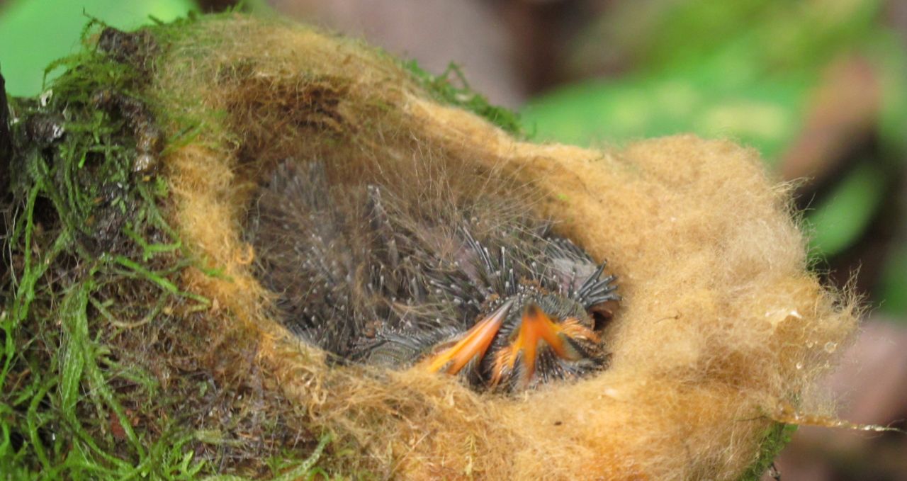 Santa Lucia Brown Inca Humming Bird Chicks Nest Ecuador