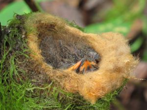 Santa Lucia Brown Inca Humming Bird Chicks Nest Ecuador