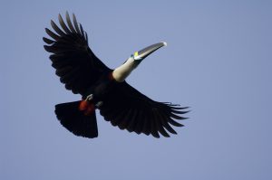 Toucan Sacha Lodge Ecuador