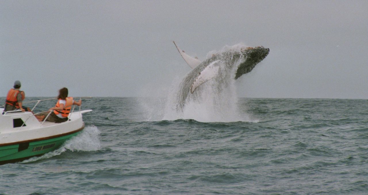 Whale jumping Puerto Lopez Ecuador