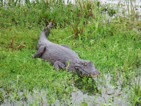 black-caiman-argentina-ibera region