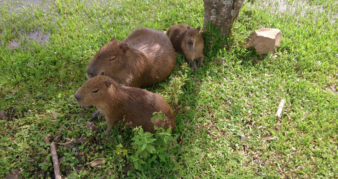 capybara-family-irupe-argentina