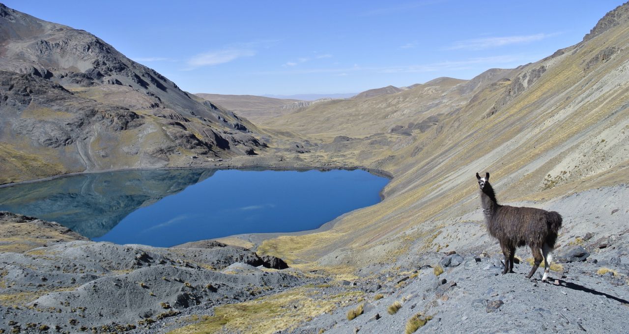 condoriri-llama-bolivia