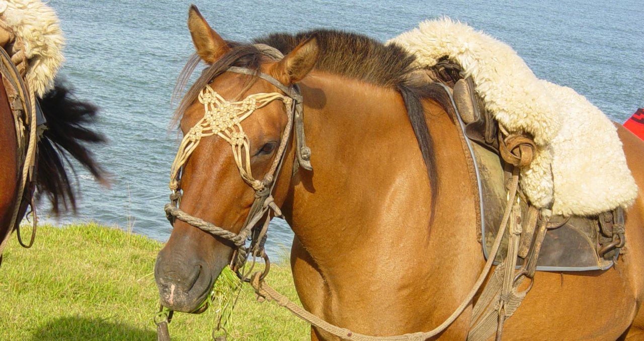 criollo-horse-saddled-up-uruguay