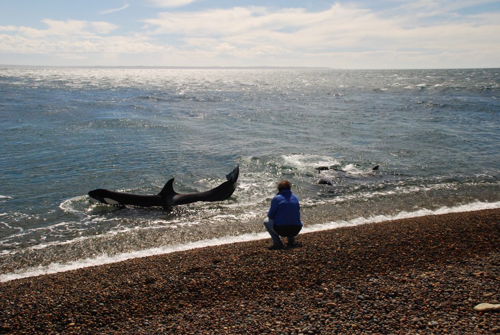 l-pedral-orcas-at-beach-peninsula-valdes-argentina