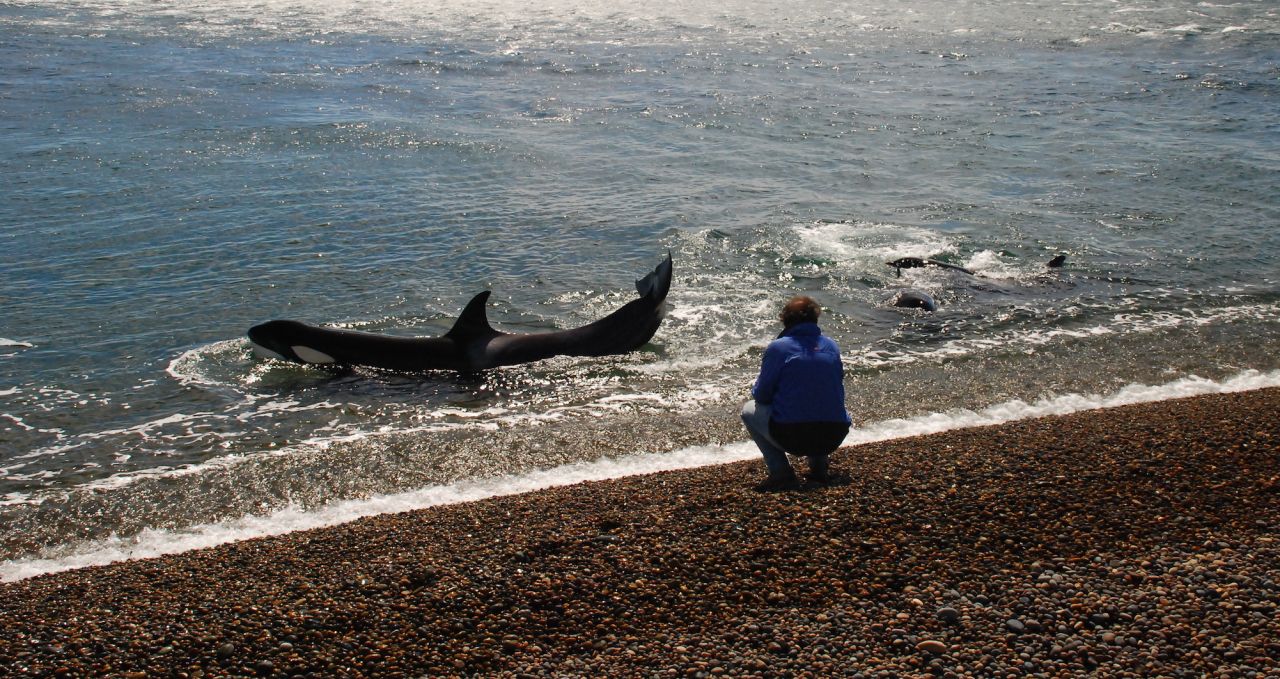 l-pedral-orcas-at-beach-peninsula-valdes-argentina