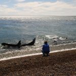 tipping tour guides peru l-pedral-orcas-at-beach-peninsula-valdes-argentina