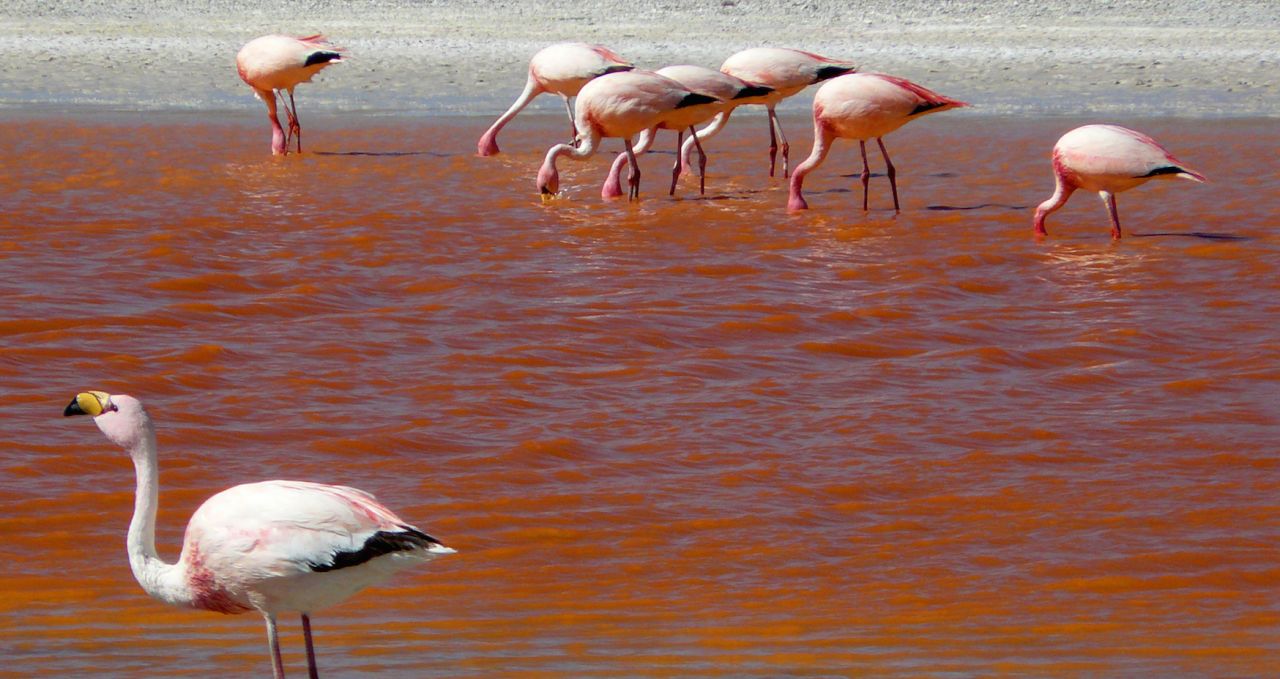 flamingo-laguna-colorada-uyuni-bolivia