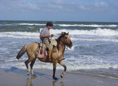 horse-rising-on-beach-uruguay