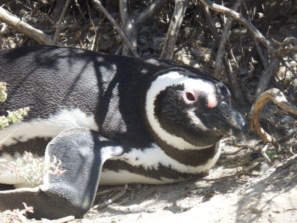 Humboldt-penguin-peninsula-valdes-argentina