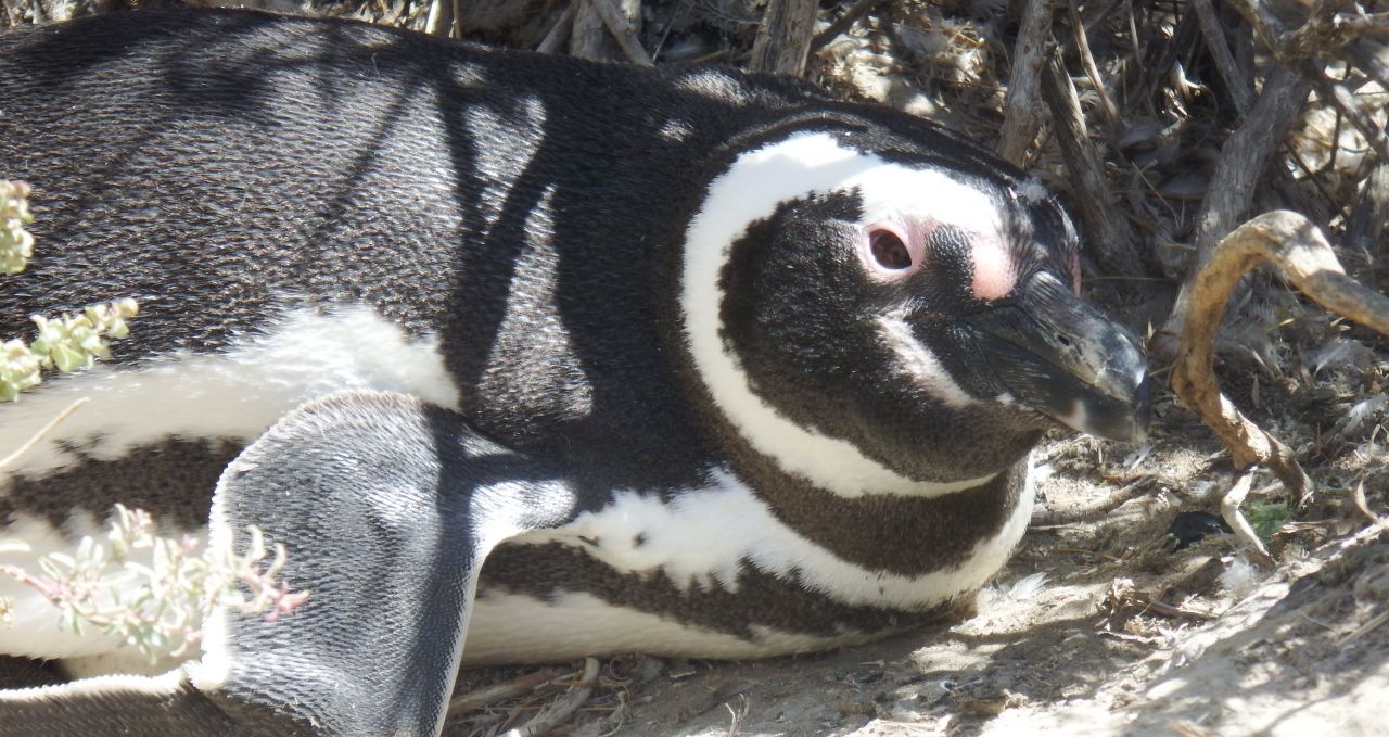 Magellanic-penguin-peninsula-valdes-argentina