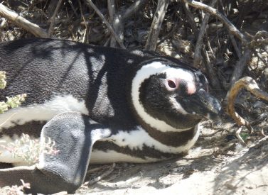 Magellanic-penguin-peninsula-valdes-argentina