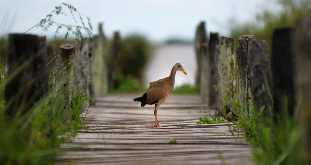 jacana-irupe-argentina