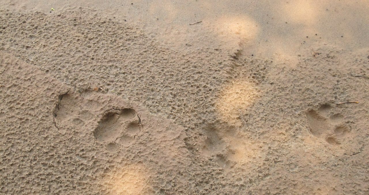 jaguar-footprints-chalalan-bolivia