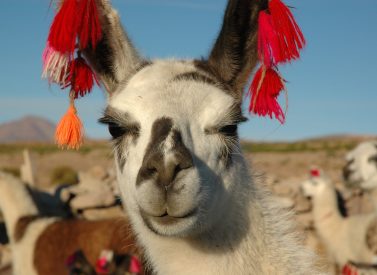 llama-bolivia