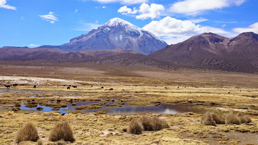 sajama-llamas -bolivia