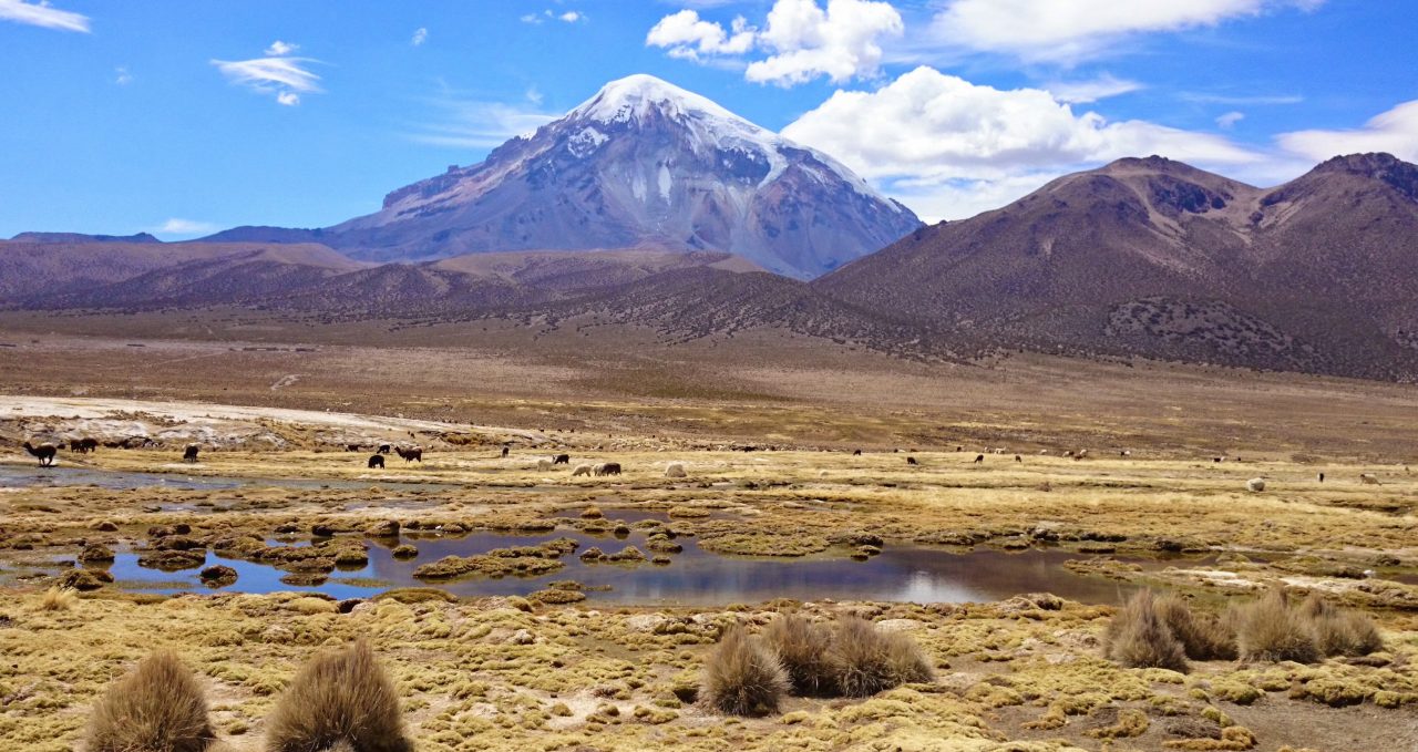 sajama-llamas -bolivia