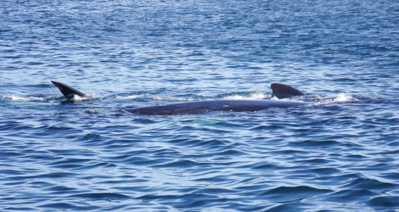 southern-right-whale-and-calf-peninsula-valdes-argentina
