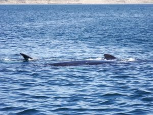 southern-right-whale-and-calf-peninsula-valdes-argentina