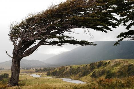 wind blown tree ushuaia-patagonia