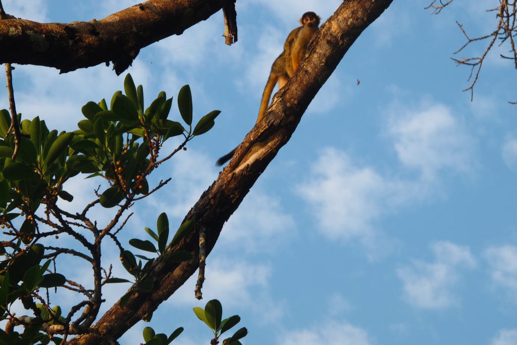 yellow-squirrel-monkey-chalalan-bolivia