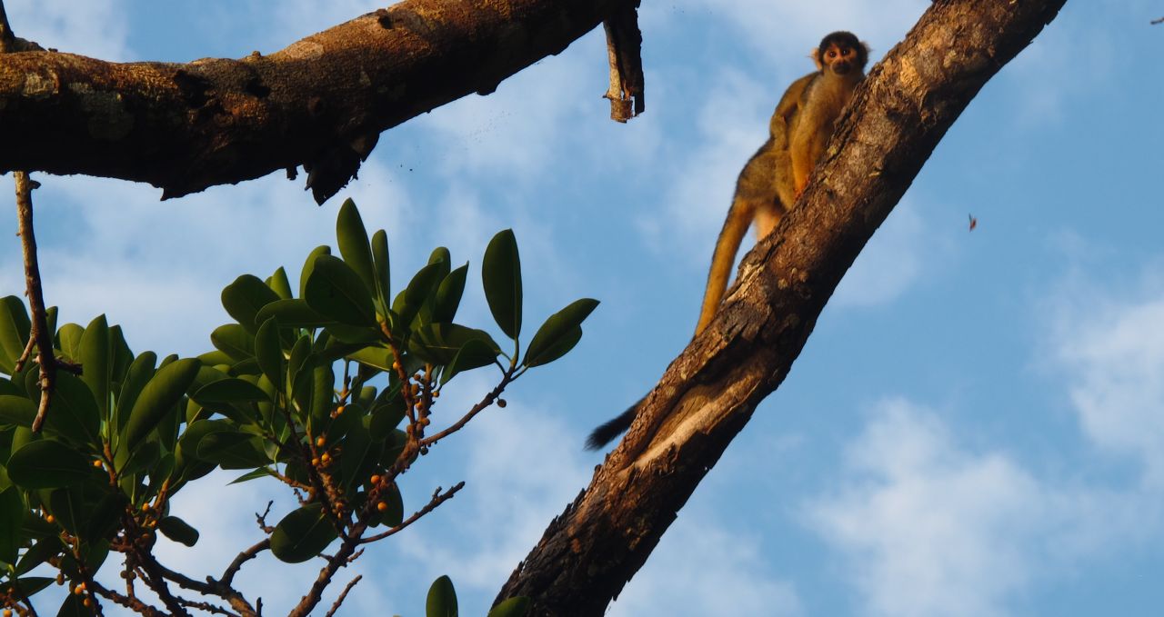 yellow-squirrel-monkey-chalalan-bolivia