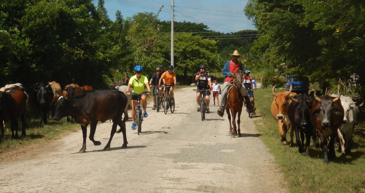 Cycling past cows man on horse Cuba