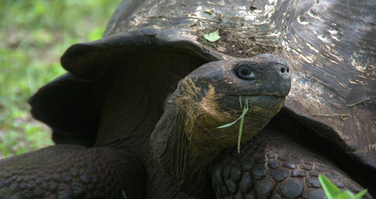 galapagos-giant-tortoise