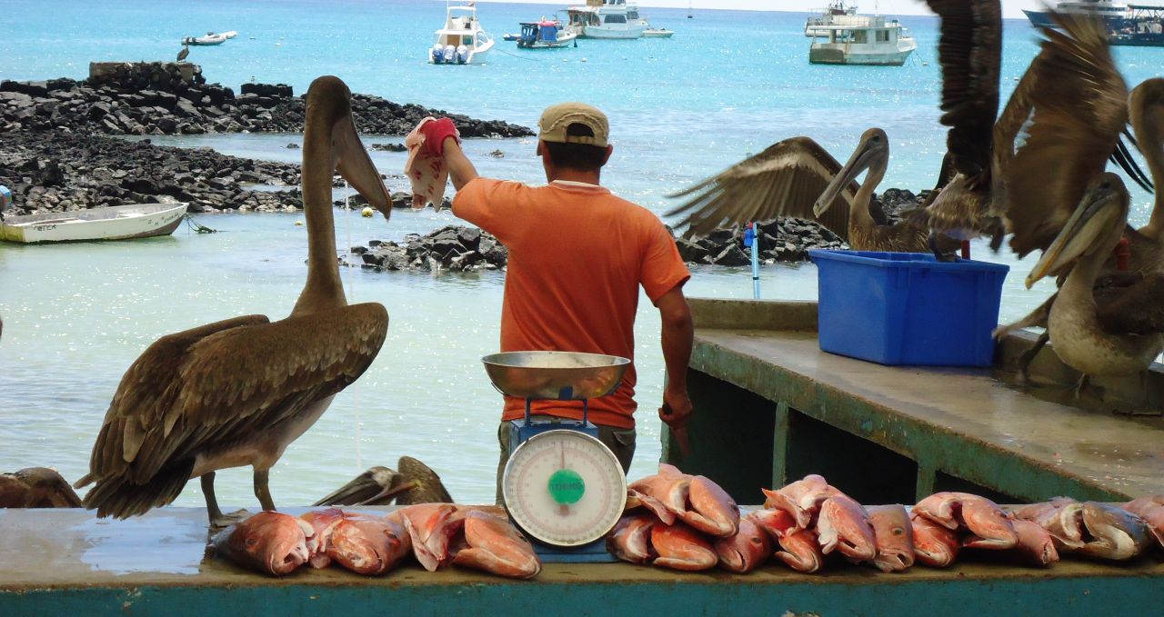 galapagos-san-cristobal-fish-stall