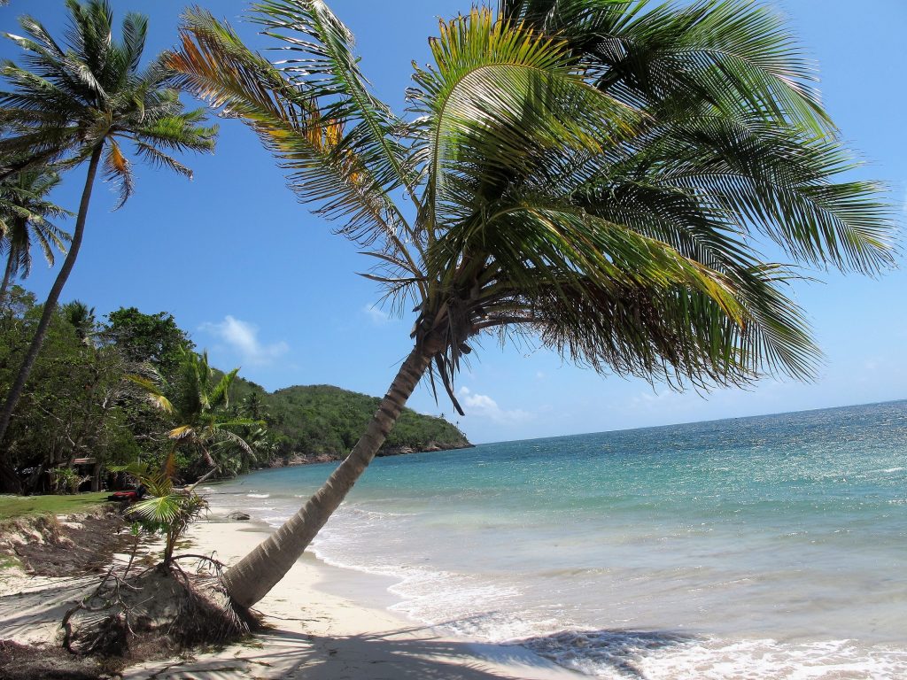 manzanillo-beach palm tree colombia