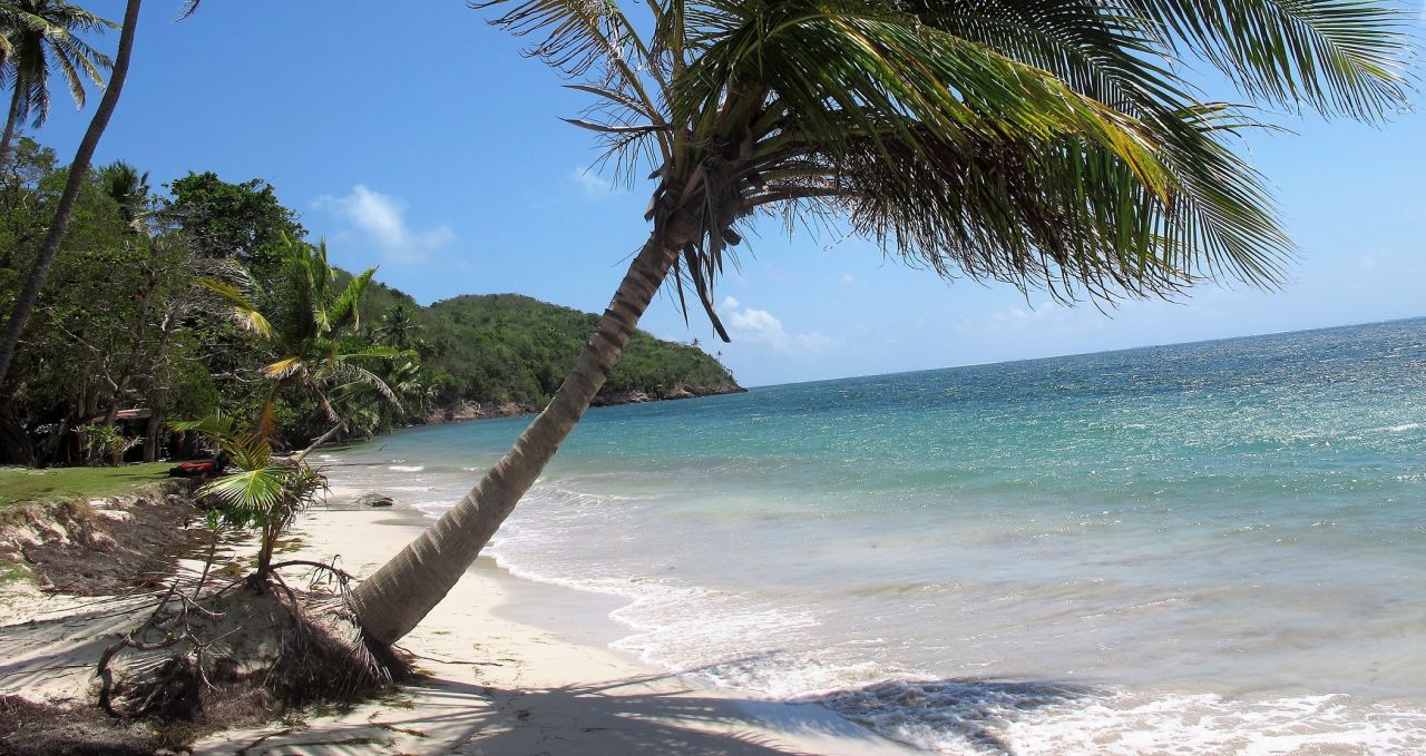 manzanillo-beach palm tree colombia
