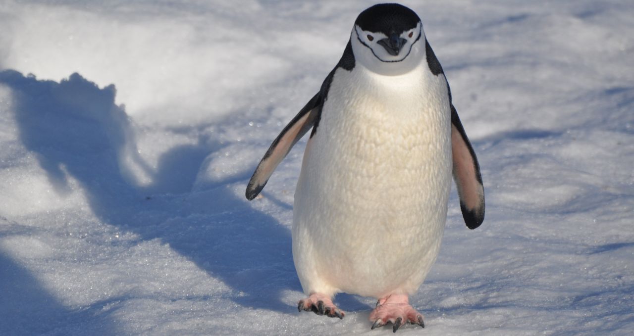 chinstrap-penguins-antarpply-antarctica