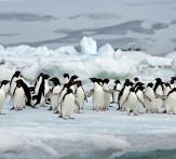 penguins-antarctica-antarpply