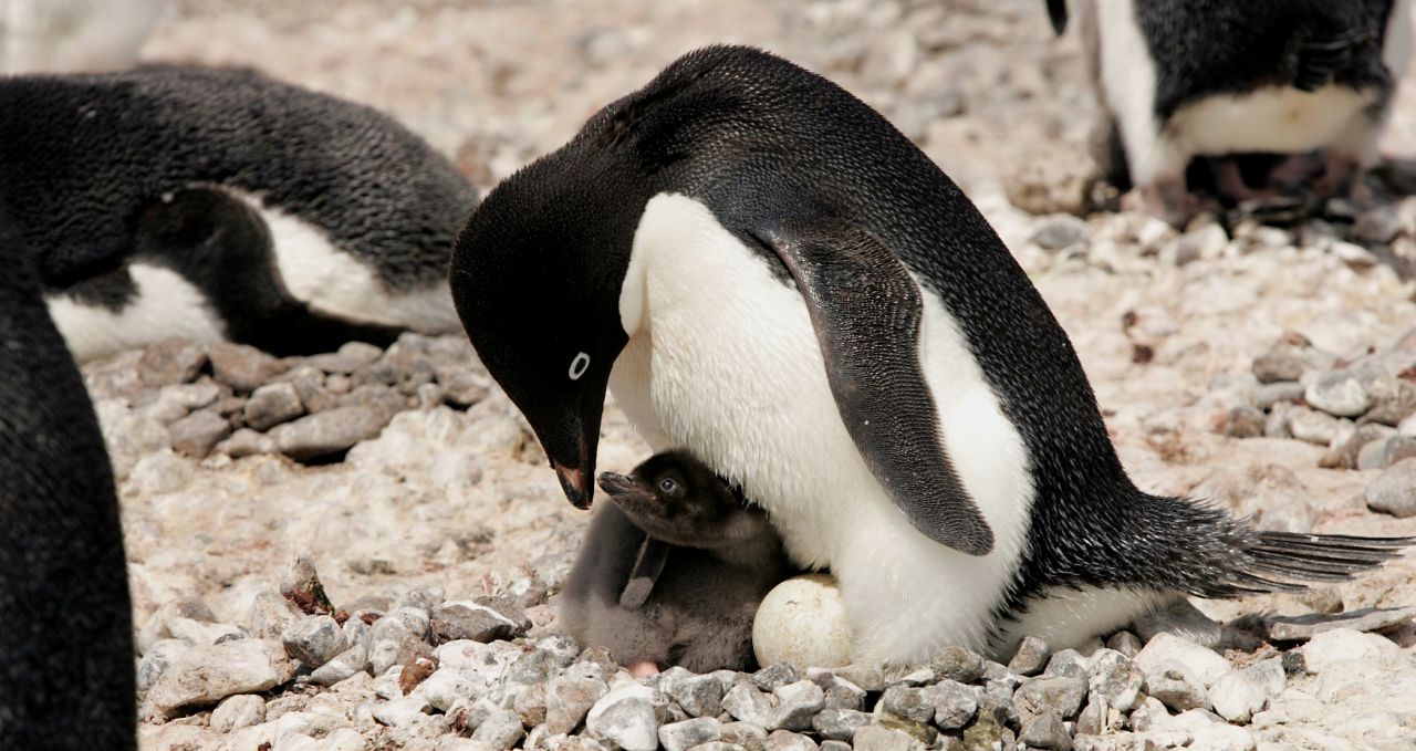 penguin-chick-antarctica