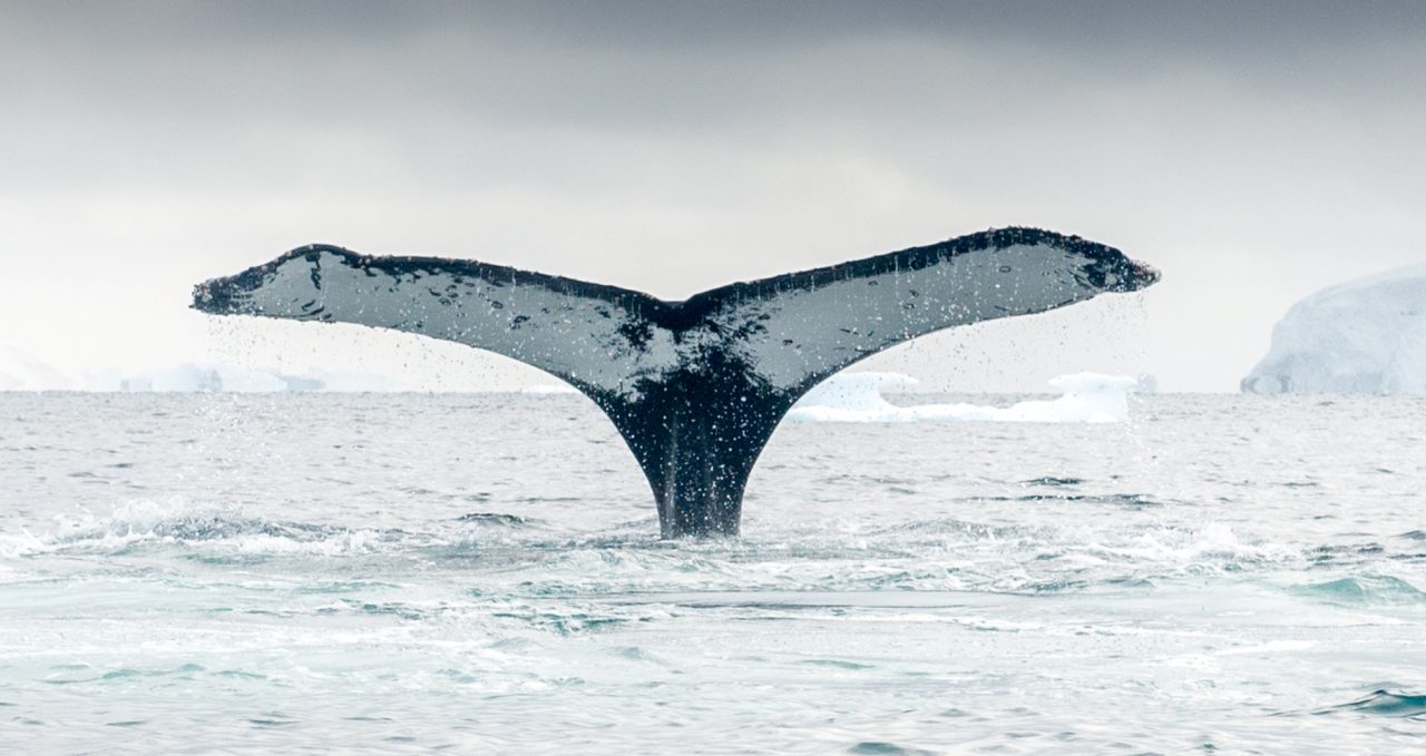 whale-fluke-polar-latitudes-antarctica