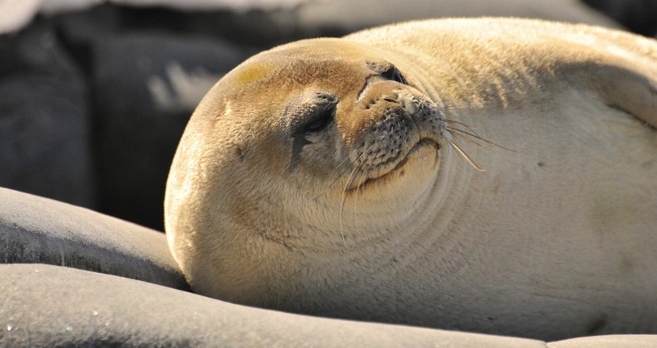 wildlife-sea-lion-antarpply-antarctica