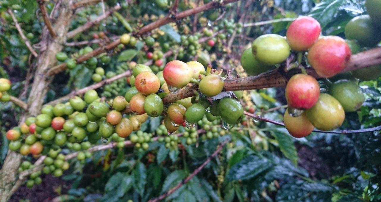 coffee beans colombia