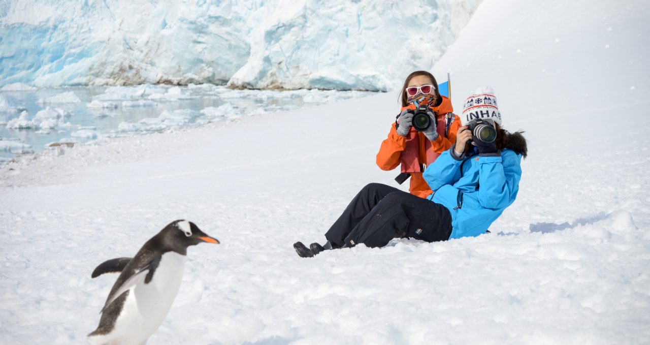 penguin_gentoo__pax-polar-latitudes-antarctica