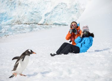 penguin_gentoo__pax-polar-latitudes-antarctica