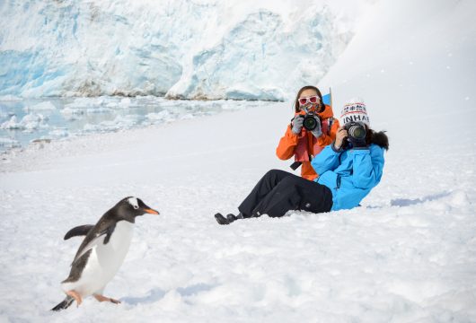 penguin_gentoo__pax-polar-latitudes-antarctica