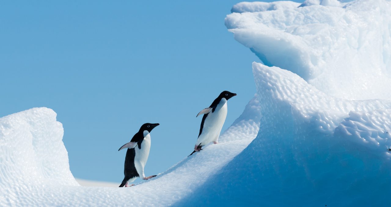 Penguins climbing iceberg Antarctica XXI.