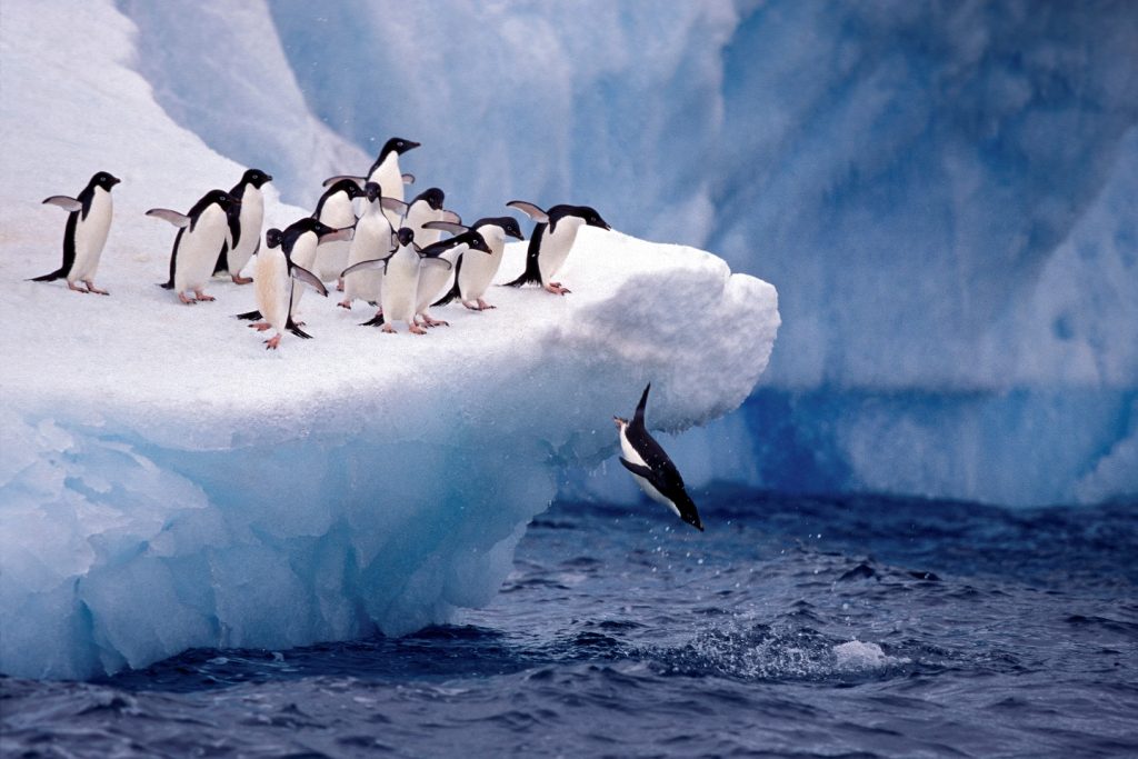 penguins_adelie__iceberg-polar-latitudes-antarctica