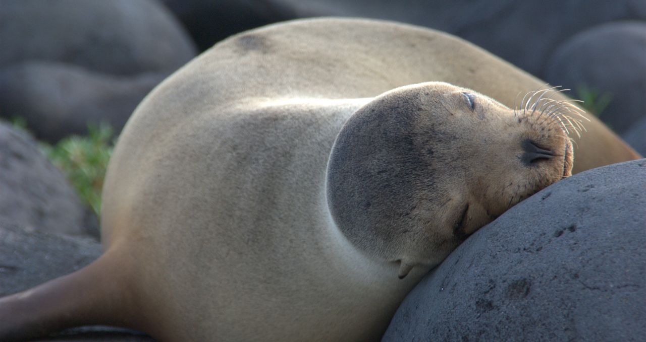 sea lion -siesta-in-galapagos