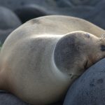 sea lion -siesta-in-galapagos