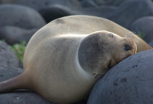 sea lion -siesta-in-galapagos