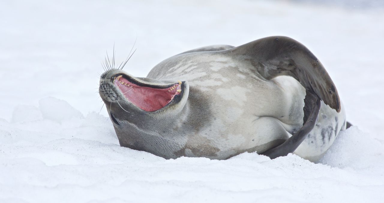 Sea lion yawning on iceberg, Antarctica XXI