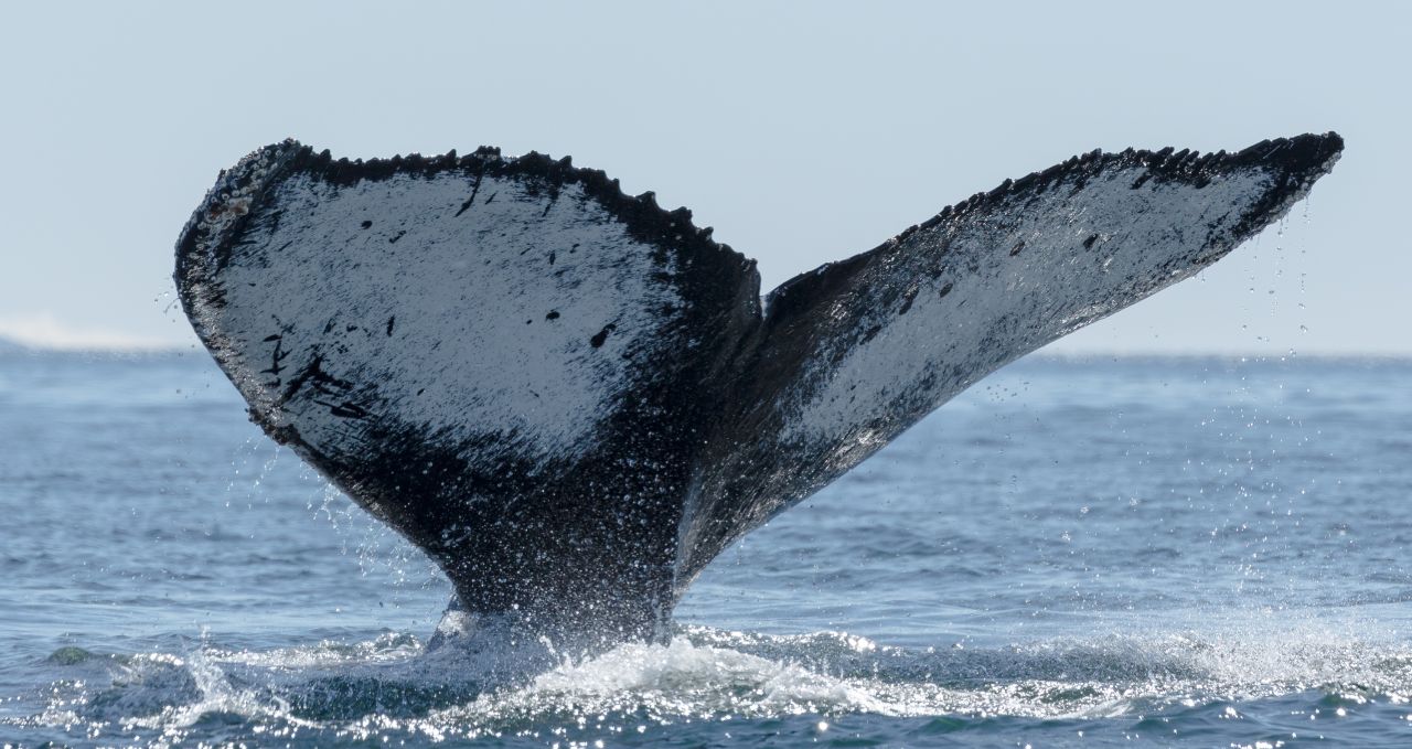 Whale tail Antarctica XXI